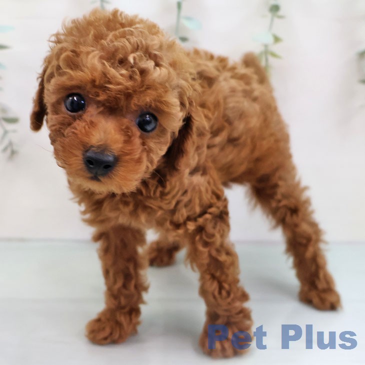 トイ・プードルの写真2