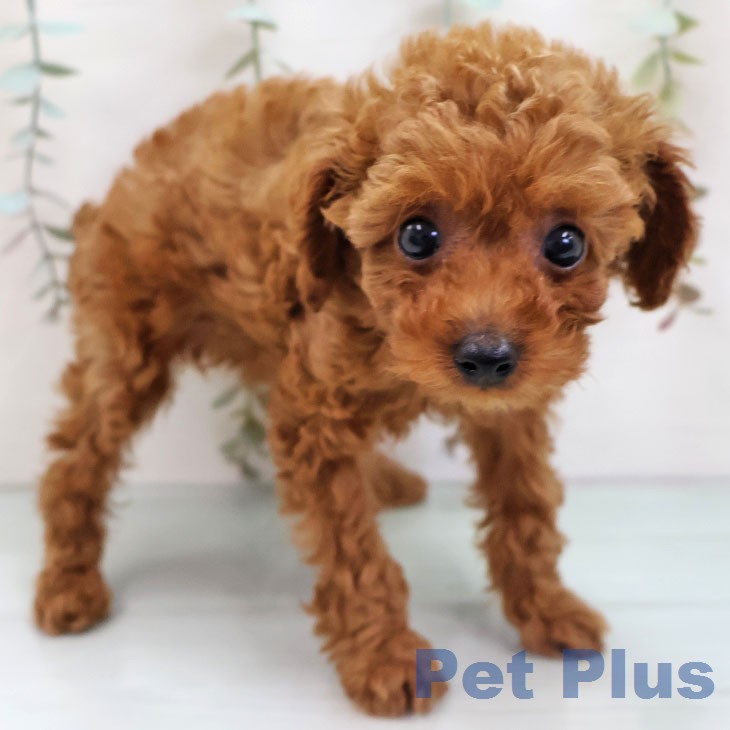 トイ・プードル