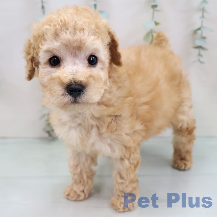 愛知県のトイプードル(トイ) (ペットプラス 東浦店/2026年1月7日生まれ/男の子/アプリコット)の子犬の1枚目の画像