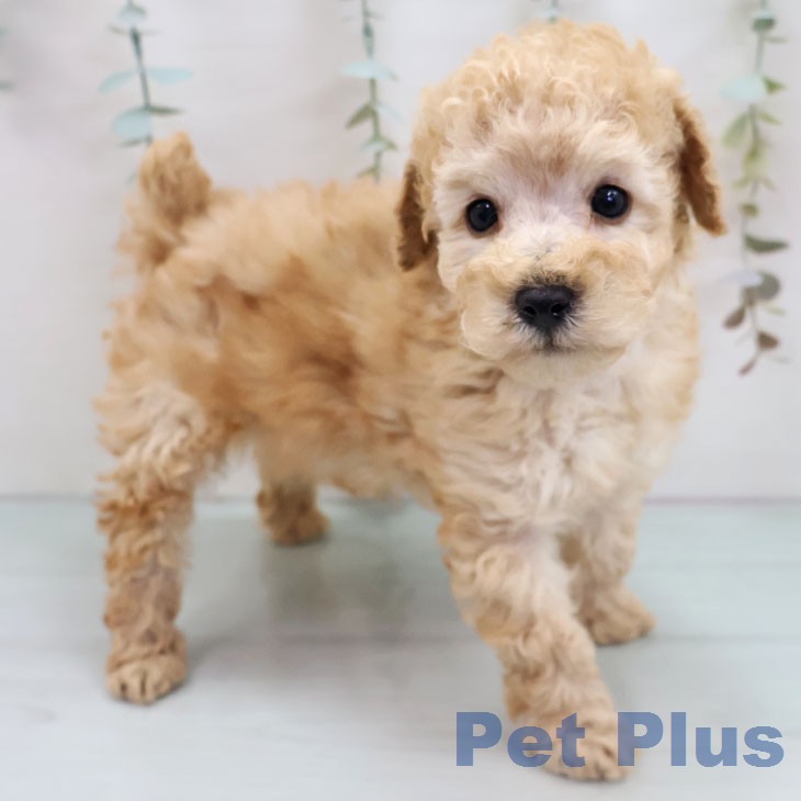 愛知県のトイプードル(トイ) (ペットプラス 東浦店/2026年1月7日生まれ/男の子/アプリコット)の子犬の2枚目の画像
