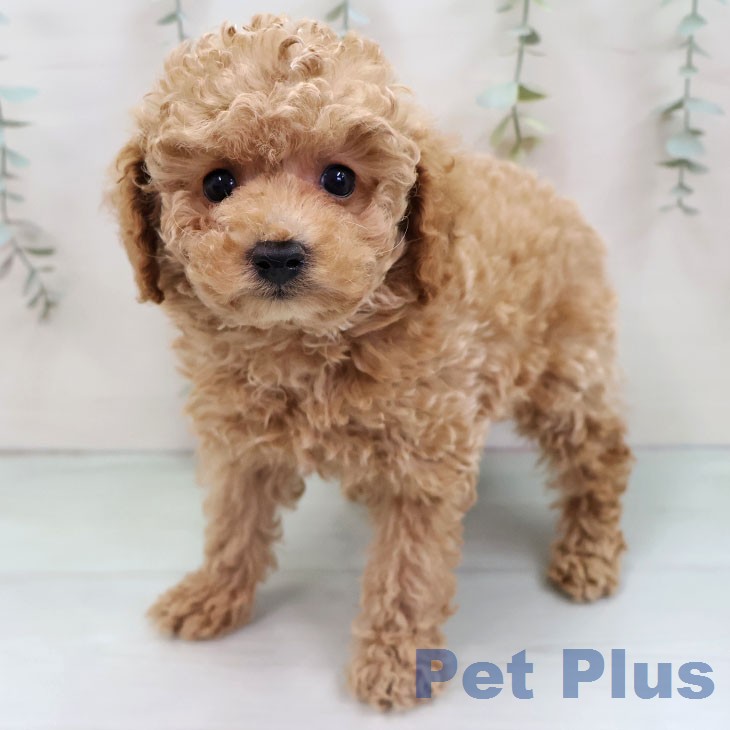 トイ・プードル