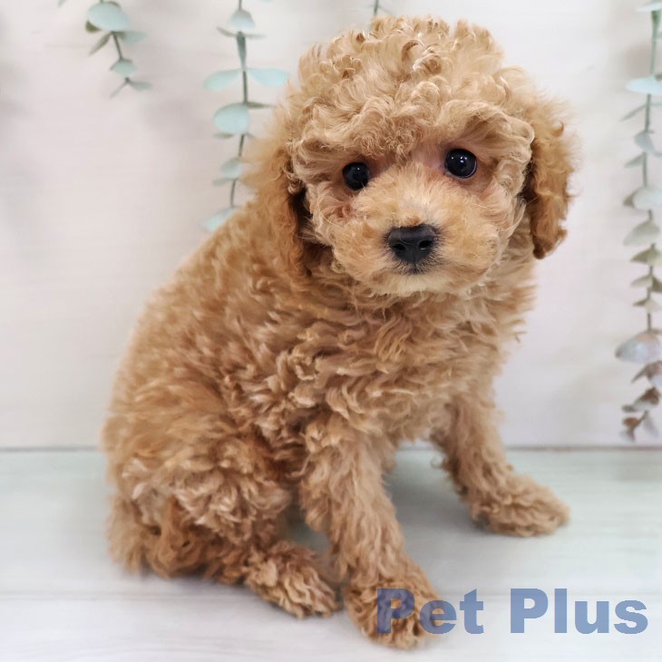 トイ・プードルの写真2