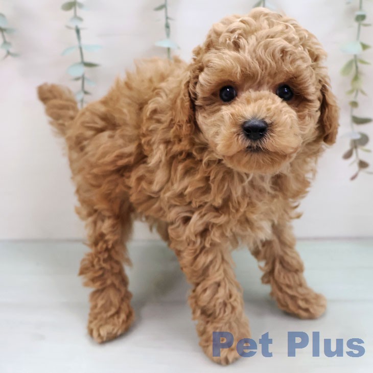 トイ・プードルの写真2