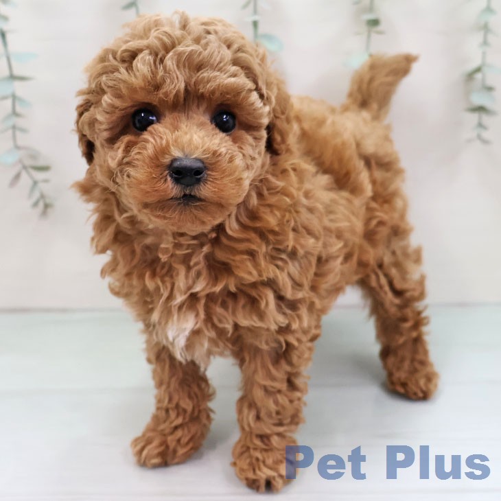 トイ・プードル