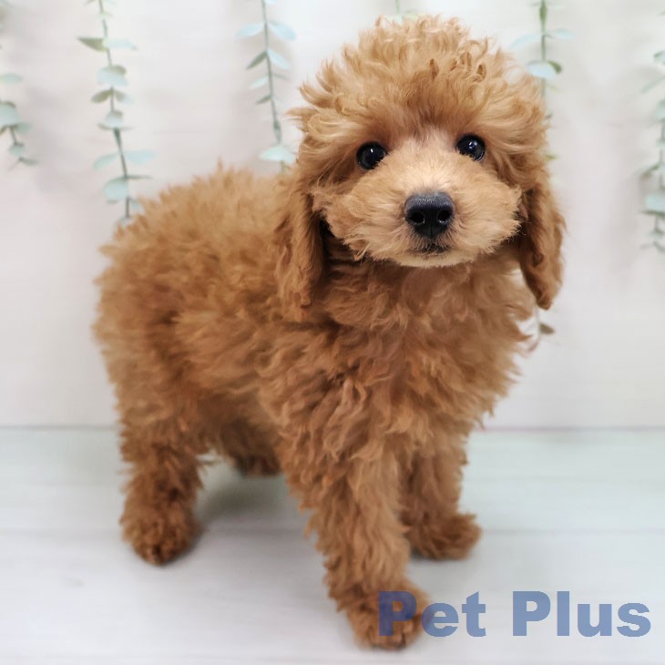 岐阜県のトイプードル(トイ) (ペットプラス 光ケ丘店/2026年1月4日生まれ/男の子/レッド)の子犬の1枚目の画像