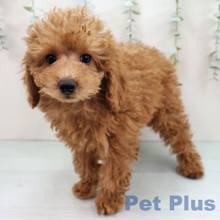 岐阜県のトイプードル(トイ) (ペットプラス 光ケ丘店/2026年1月4日生まれ/男の子/レッド)の子犬の2枚目の画像