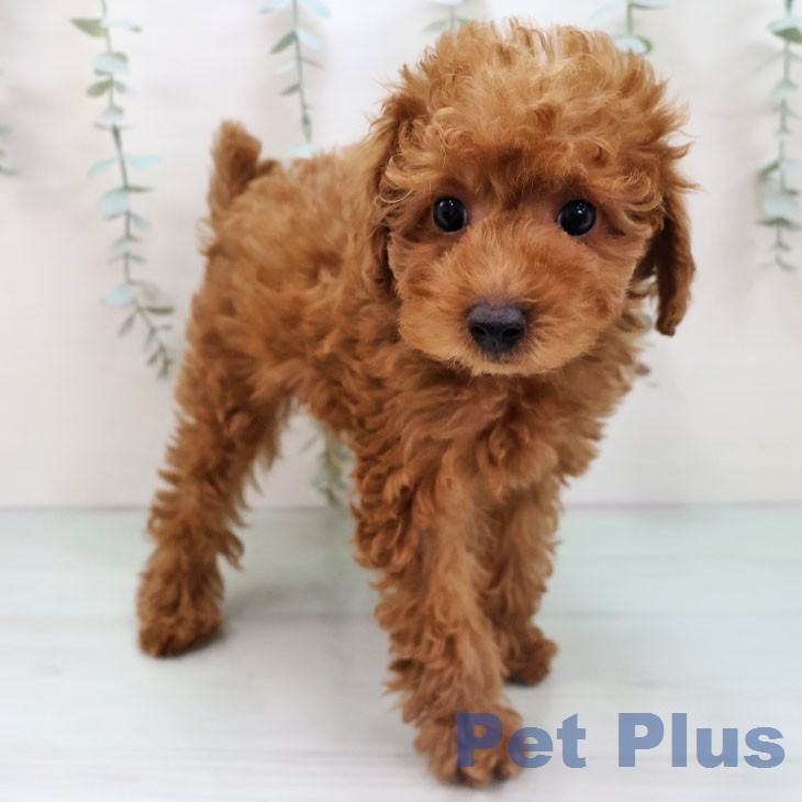 岐阜県のトイプードル(トイ) (ペットプラス 光ケ丘店/2026年1月4日生まれ/男の子/レッド)の子犬の2枚目の画像