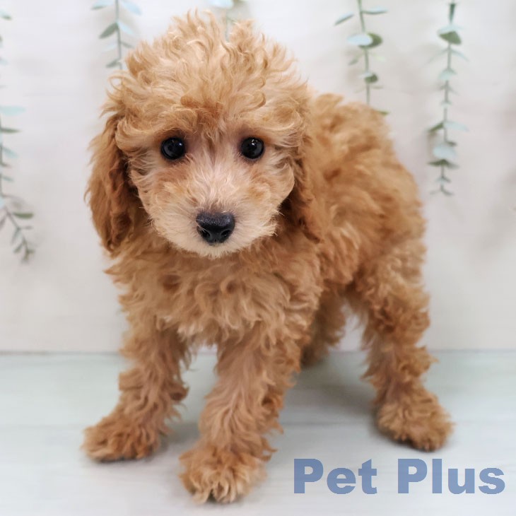 三重県のトイプードル(トイ) (ペッツワン 桑名店/2026年1月4日生まれ/女の子/アプリコット)の子犬の1枚目の画像