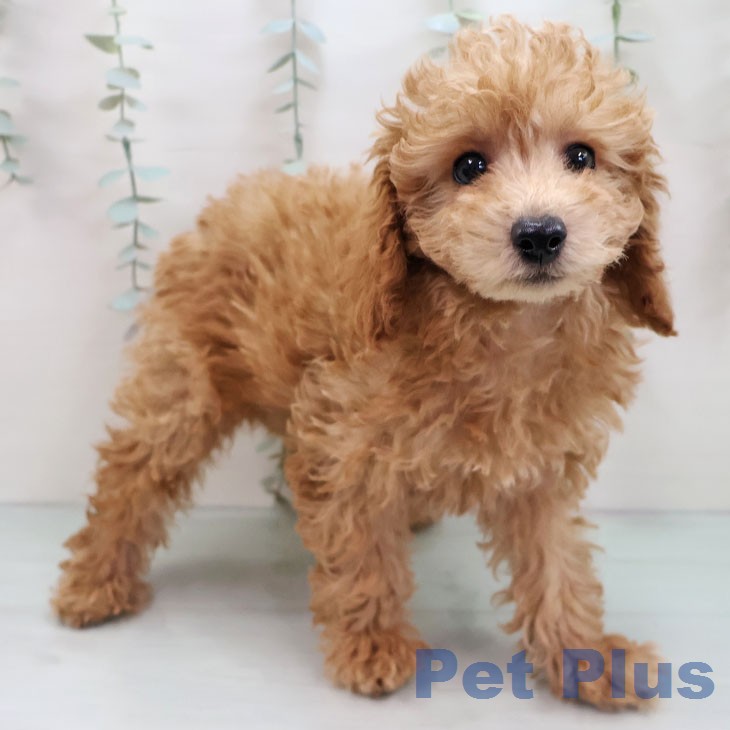 三重県のトイプードル(トイ) (ペッツワン 桑名店/2026年1月4日生まれ/女の子/アプリコット)の子犬の2枚目の画像
