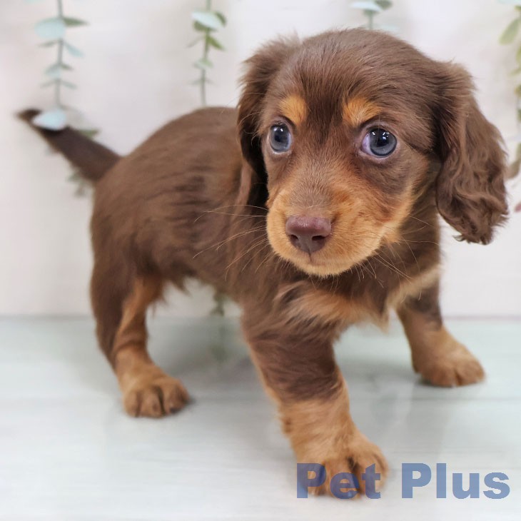 カニーンヘン・ダックスフンドの写真2