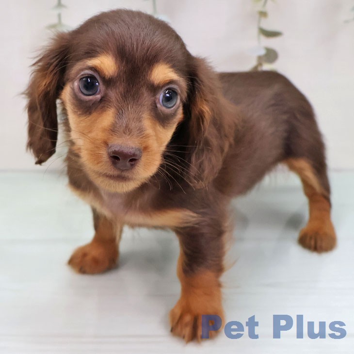 カニーンヘン・ダックスフンドの写真2