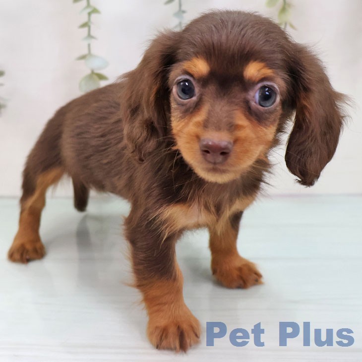 カニーンヘン・ダックスフンド