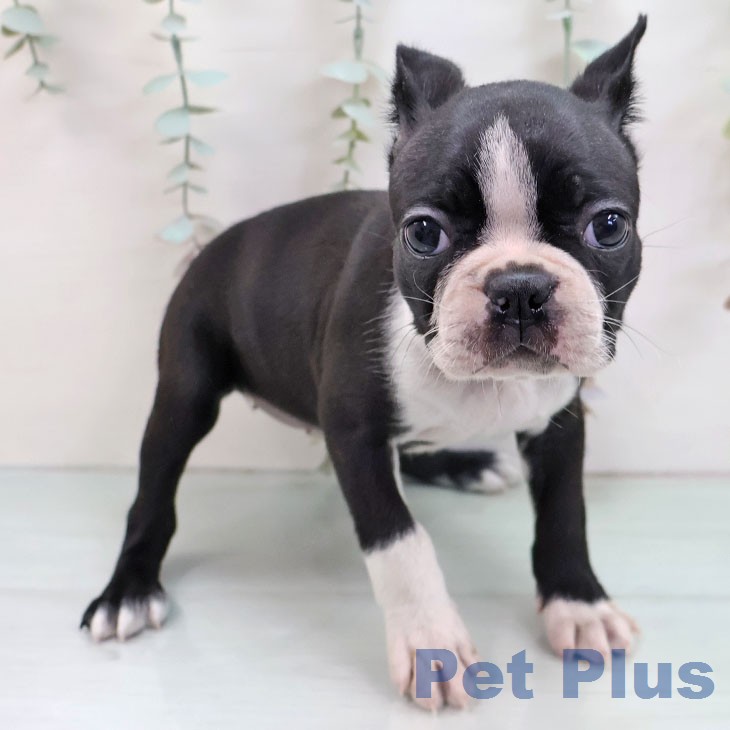 ボストン・テリア