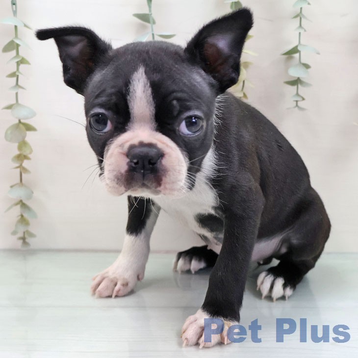 ボストン・テリア