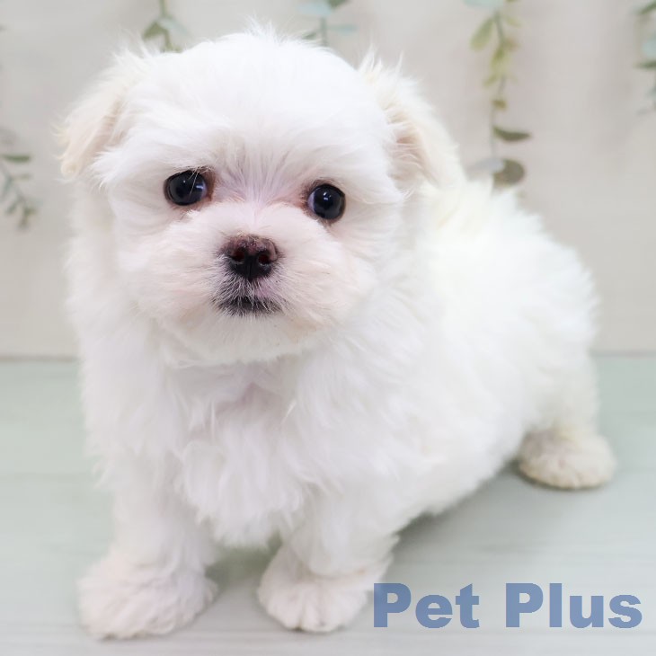 宮崎県のマルチーズ (ペットプラス 宮崎店/2026年1月9日生まれ/男の子/ホワイト)の子犬の1枚目の画像