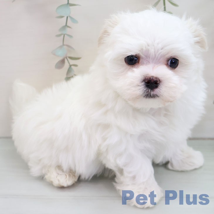 宮崎県のマルチーズ (ペットプラス 宮崎店/2026年1月9日生まれ/男の子/ホワイト)の子犬の2枚目の画像