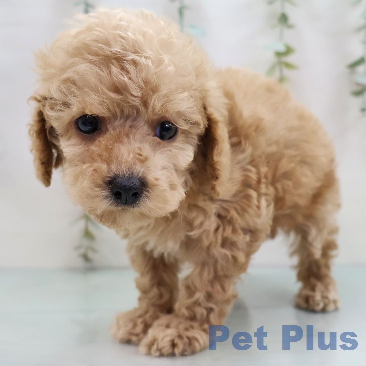 トイ・プードル