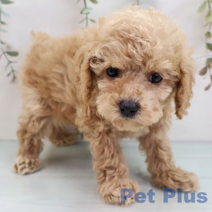 トイ・プードルの写真2