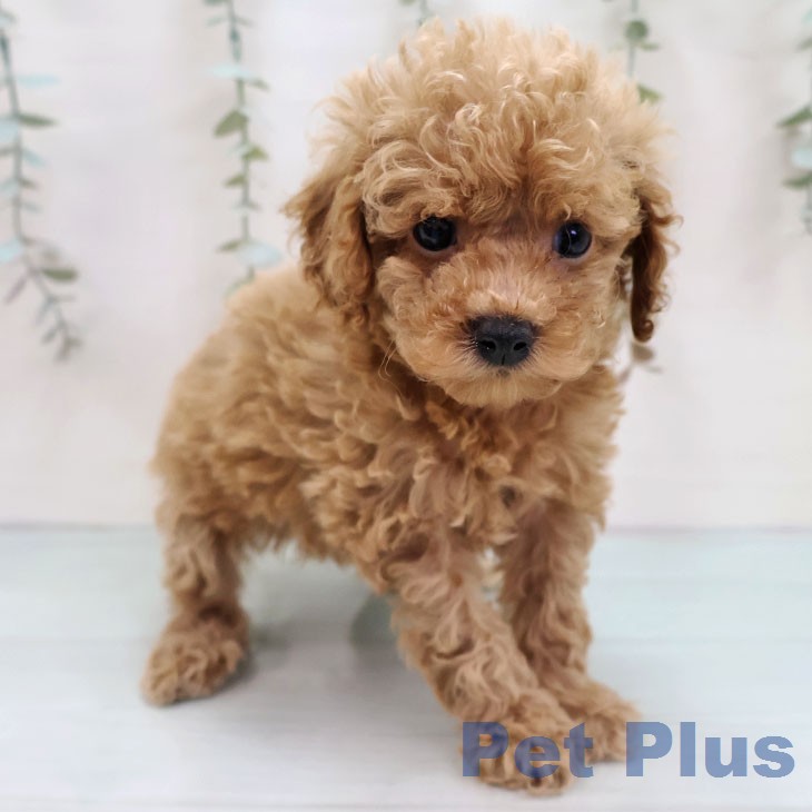 愛知県のトイプードル(トイ) (ペットプラス 豊田店/2026年1月5日生まれ/女の子/アプリコット)の子犬の1枚目の画像
