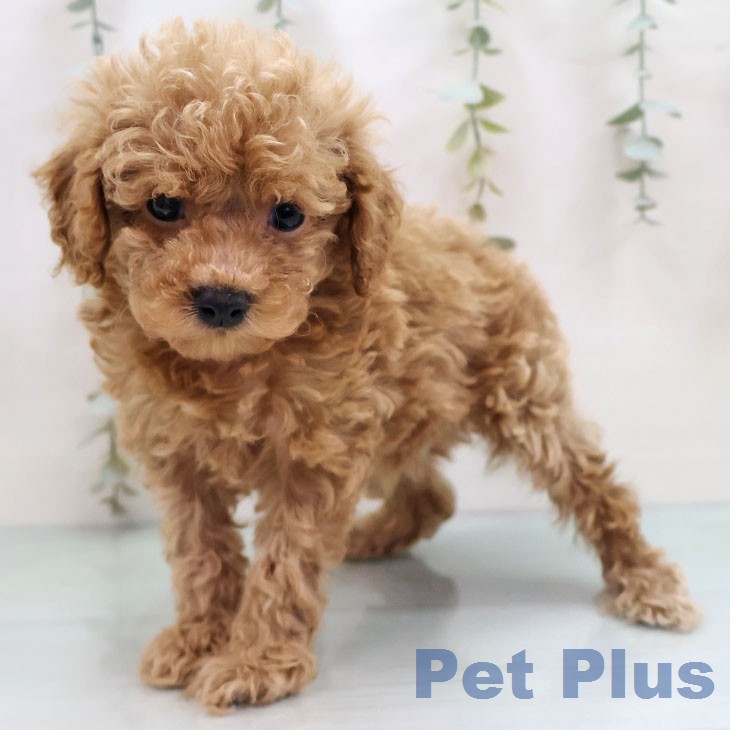 愛知県のトイプードル(トイ) (ペットプラス 豊田店/2026年1月5日生まれ/女の子/アプリコット)の子犬の2枚目の画像