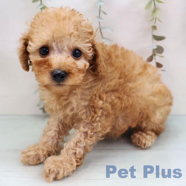 トイ・プードルの写真2