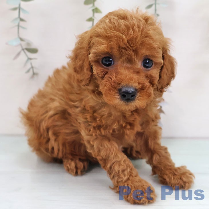 トイ・プードル