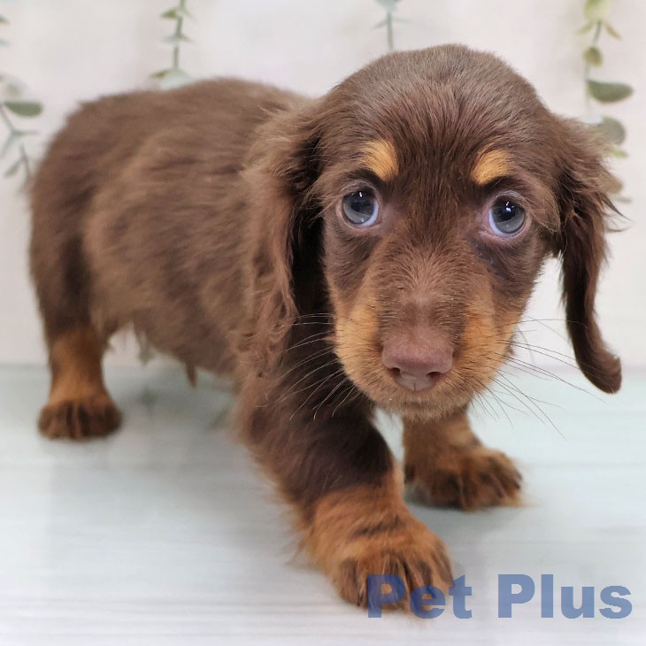 鹿児島県のミニチュアダックスフンド(ロング) (ペットプラス 姶良店/2026年1月8日生まれ/男の子/チョコレートタン)の子犬