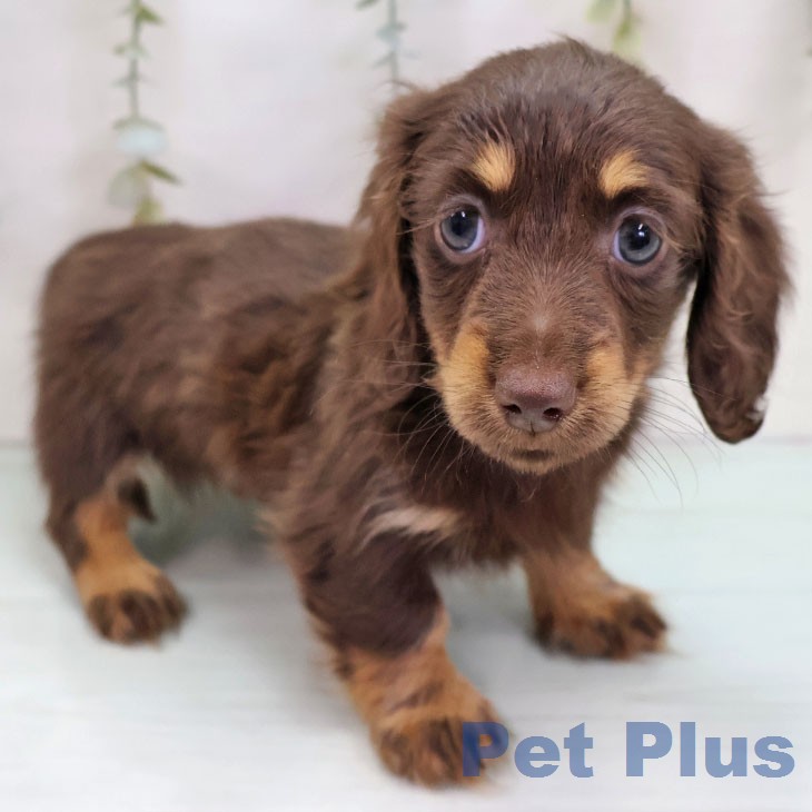 ミニチュア・ダックスフンドの写真2