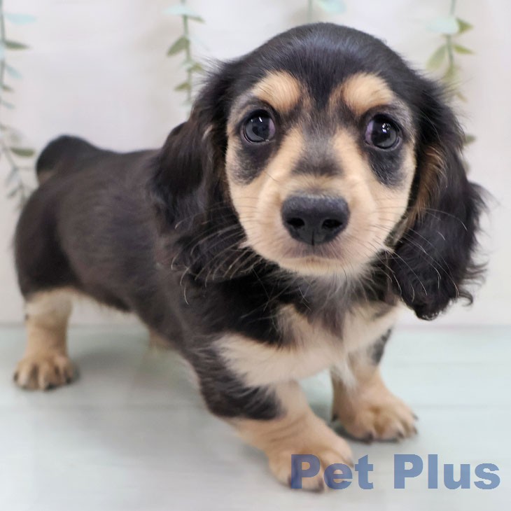 ミニチュア・ダックスフンド