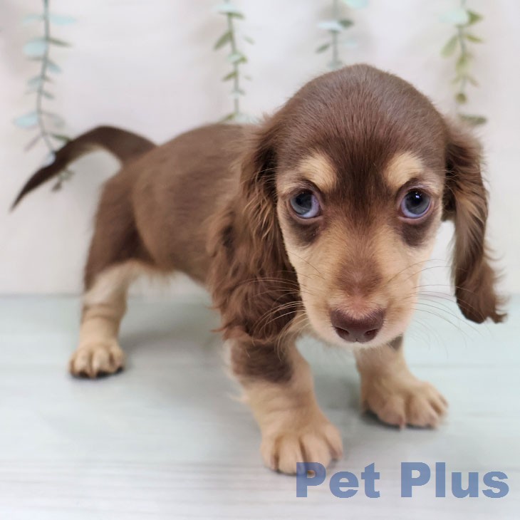 ミニチュア・ダックスフンドの写真2