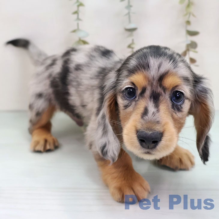 ミニチュア・ダックスフンド