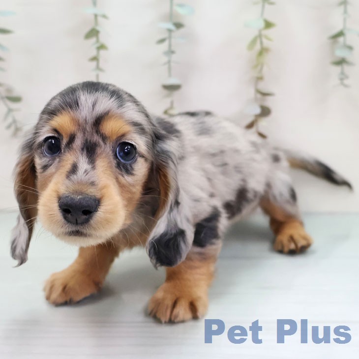 ミニチュア・ダックスフンドの写真2