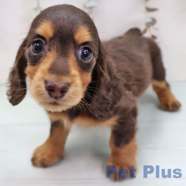 ミニチュア・ダックスフンド