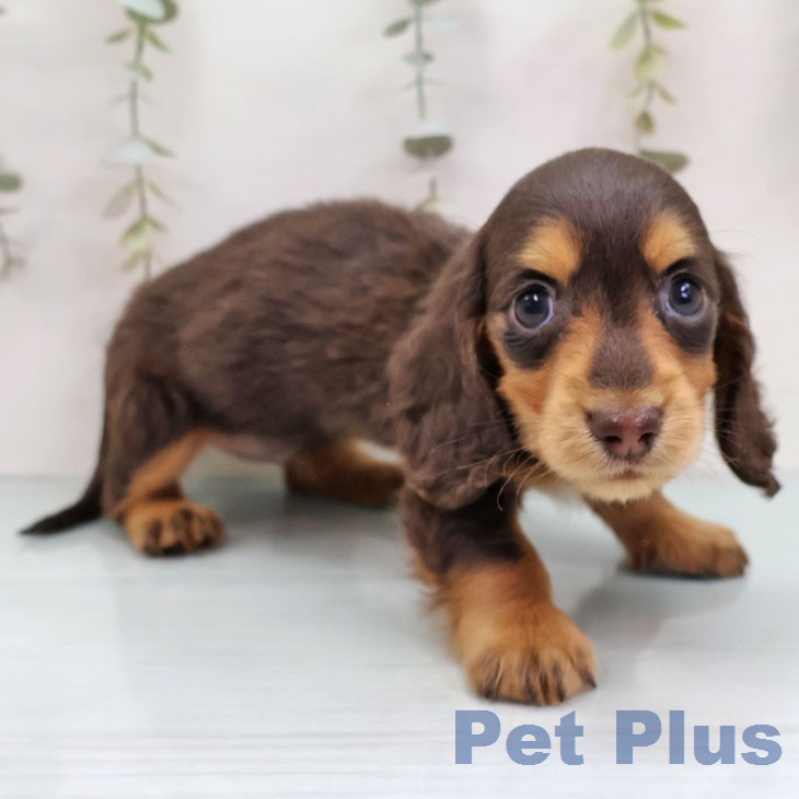 ミニチュア・ダックスフンド