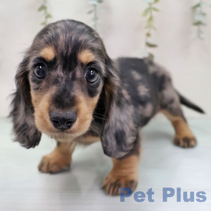 ミニチュア・ダックスフンド