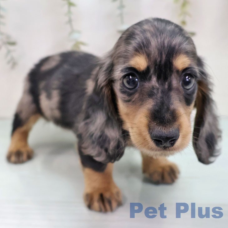 ミニチュア・ダックスフンドの写真2