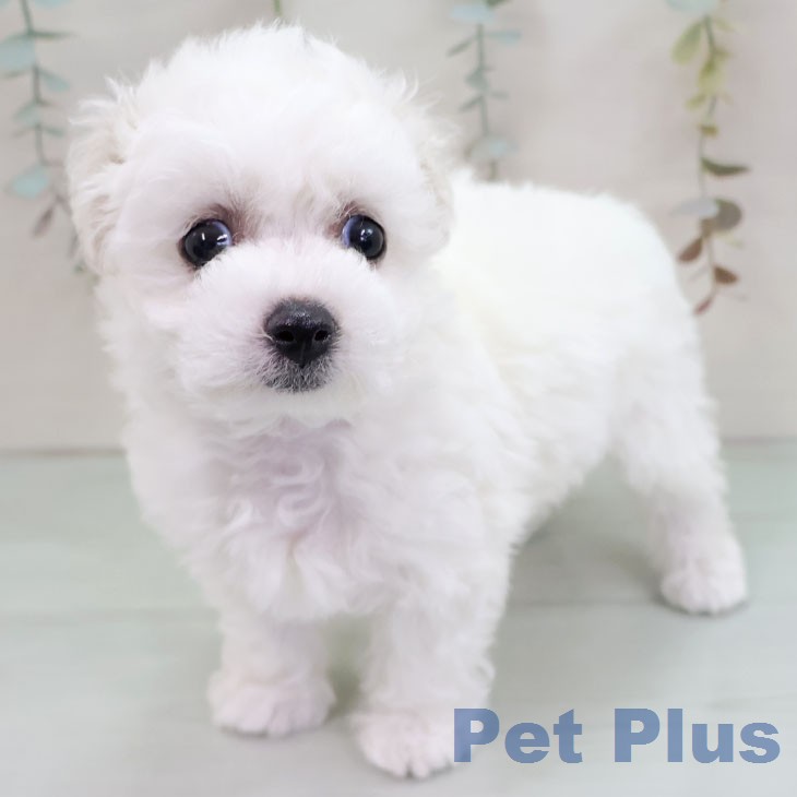 ビション・フリーゼの写真1