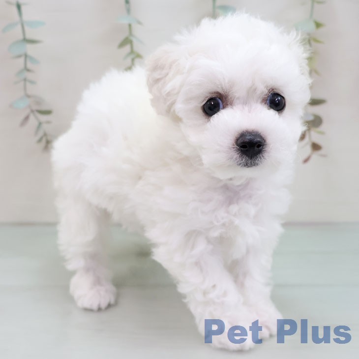 ビション・フリーゼの写真2