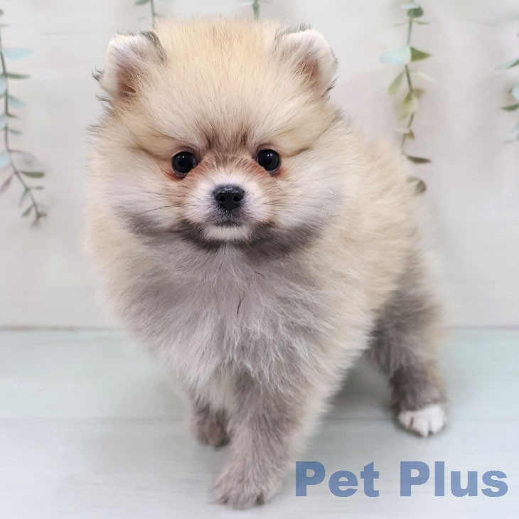 ポメラニアンの写真2