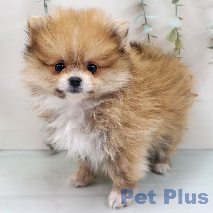 ポメラニアンの写真2