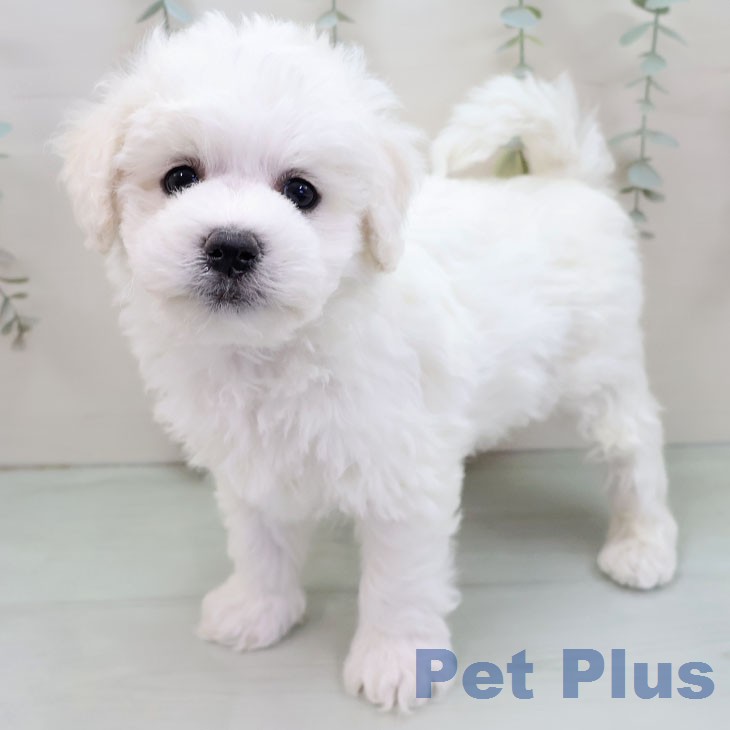 ビション・フリーゼ