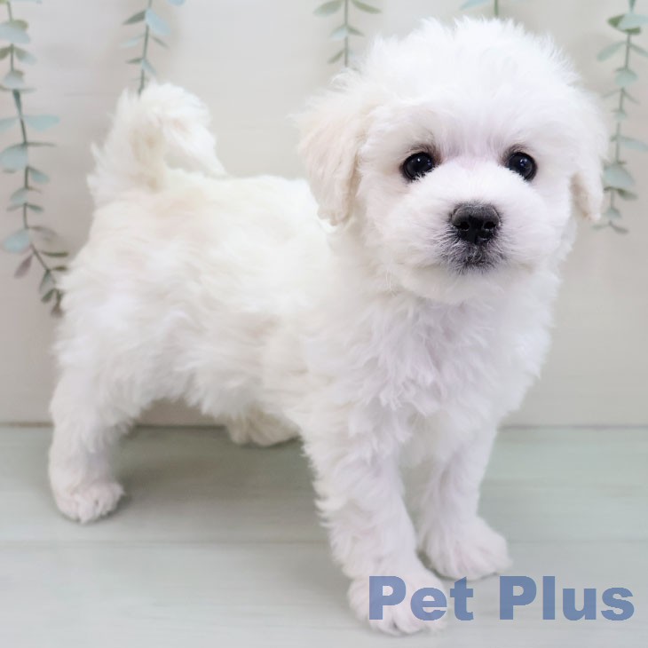 ビション・フリーゼの写真2