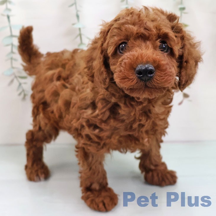 トイ・プードルの写真1