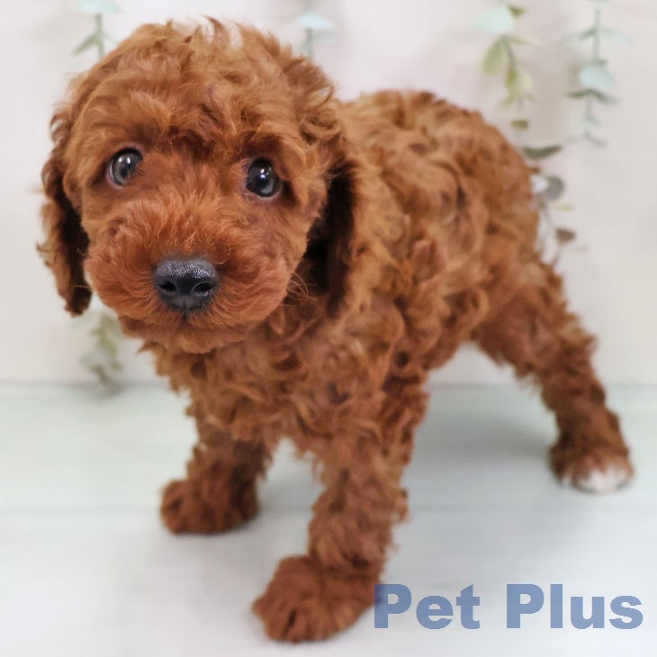 トイ・プードルの写真2