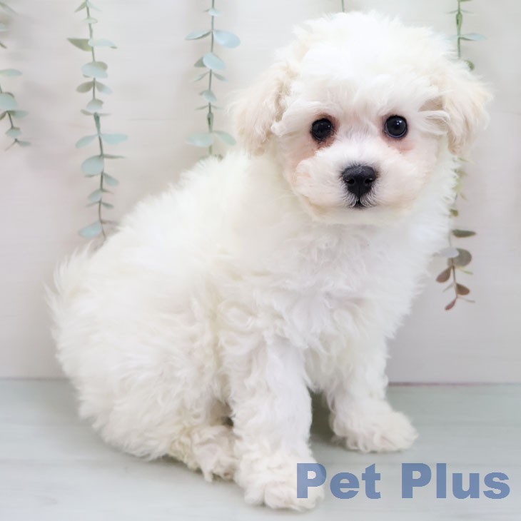 ビション・フリーゼ