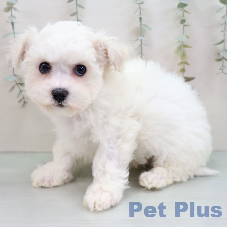 ビション・フリーゼ