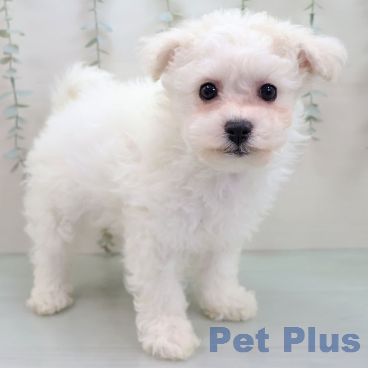 ビション・フリーゼ