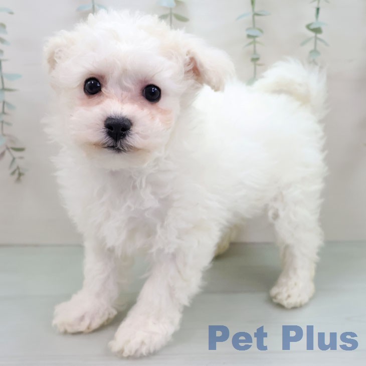 ビション・フリーゼの写真2