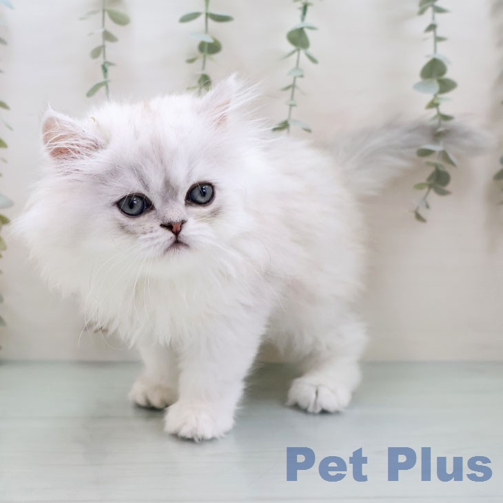 ペルシャの写真2