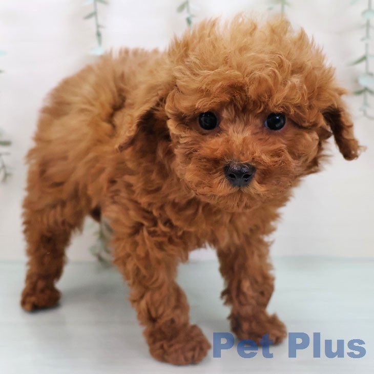 トイ・プードルの写真2